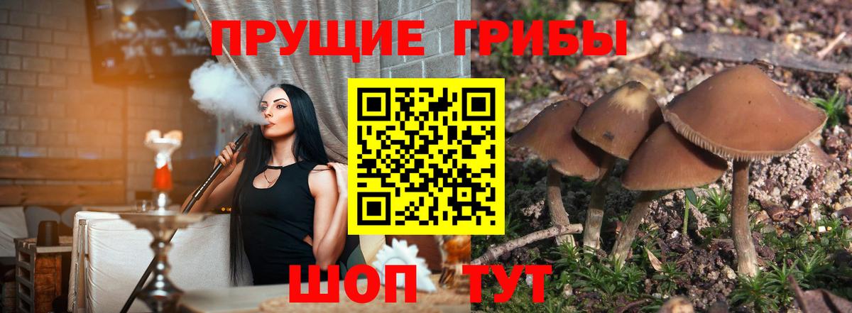 где можно купить наркотик  Вход с VPN  Воронеж  Псилоцибиновые грибы Psilocybine cubensis 